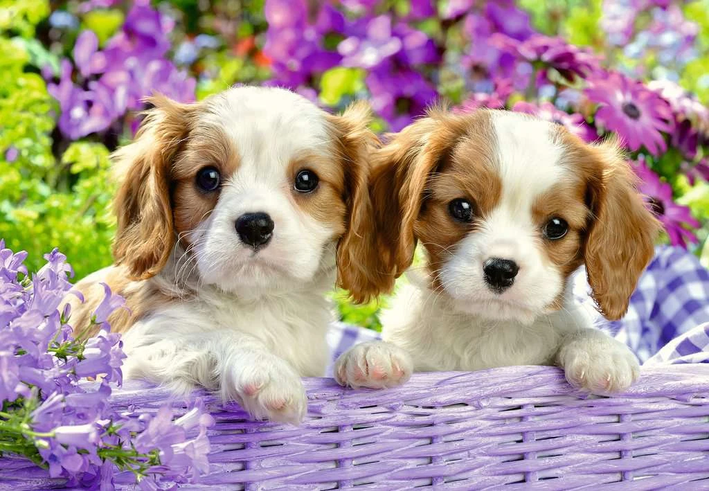 Harige Vriendjes – Puzzelbox Ravensburger 2 X 24 Stukjes - Afbeelding 3